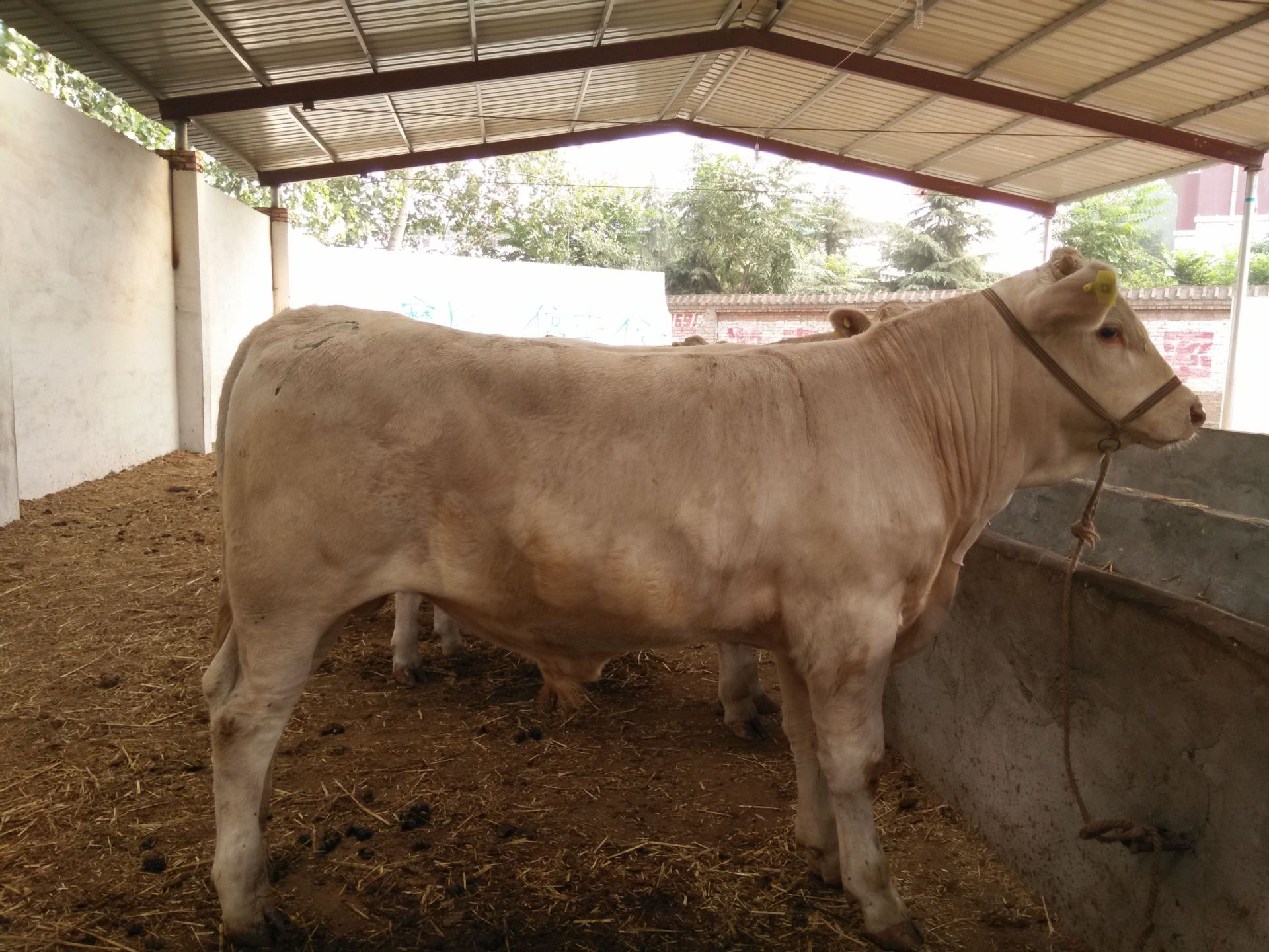 3、夏洛萊肉牛育肥預(yù)混料：肉牛預(yù)混料中還應(yīng)添加哪些其他成分才能喂給肉牛？ 