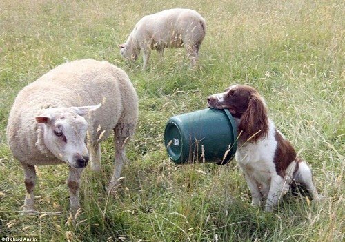 2、狗吃豬飼料有什么壞處？會發(fā)生什么？ 