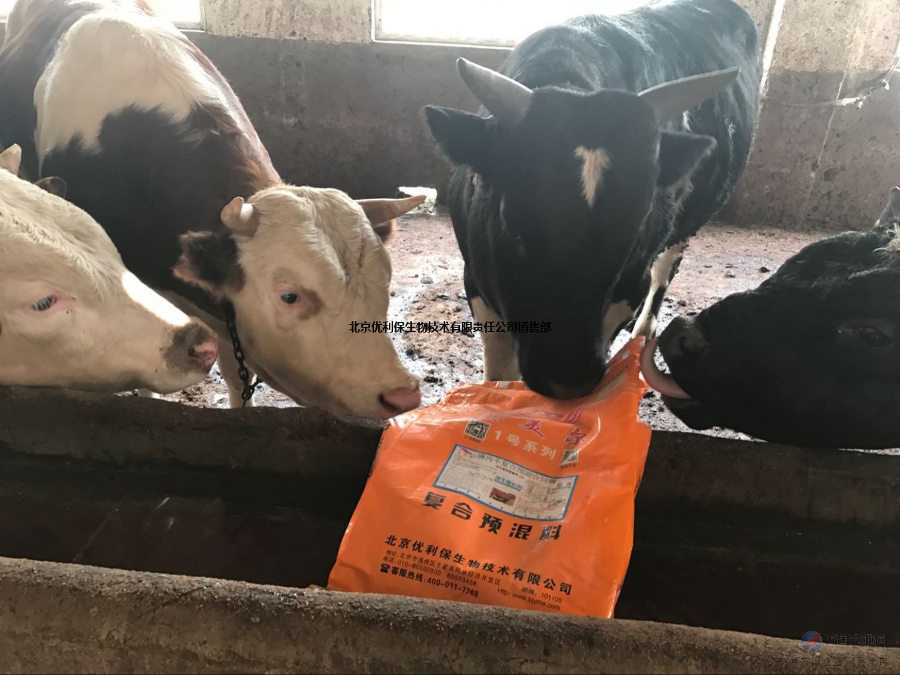 2、什么牌子的飼料對(duì)牛好？
