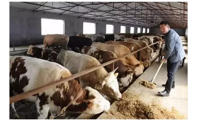 2、牛是草食性反芻動物，飲食需要以草料為主，那么牛吃什么才能長得最快呢？ 