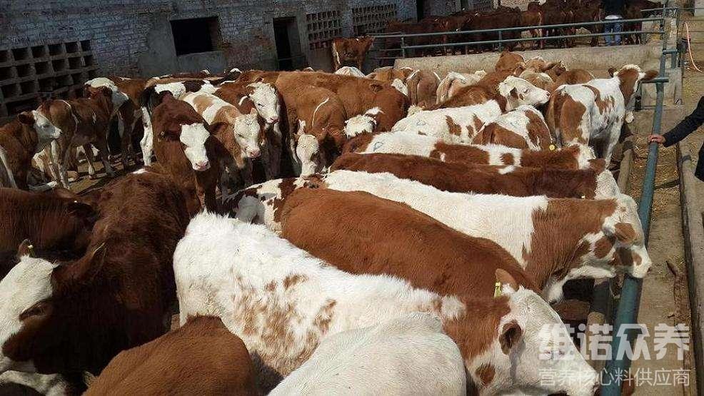 1、肉牛經(jīng)常喂粗飼料。肉牛吃什么粗飼料比較好？ 