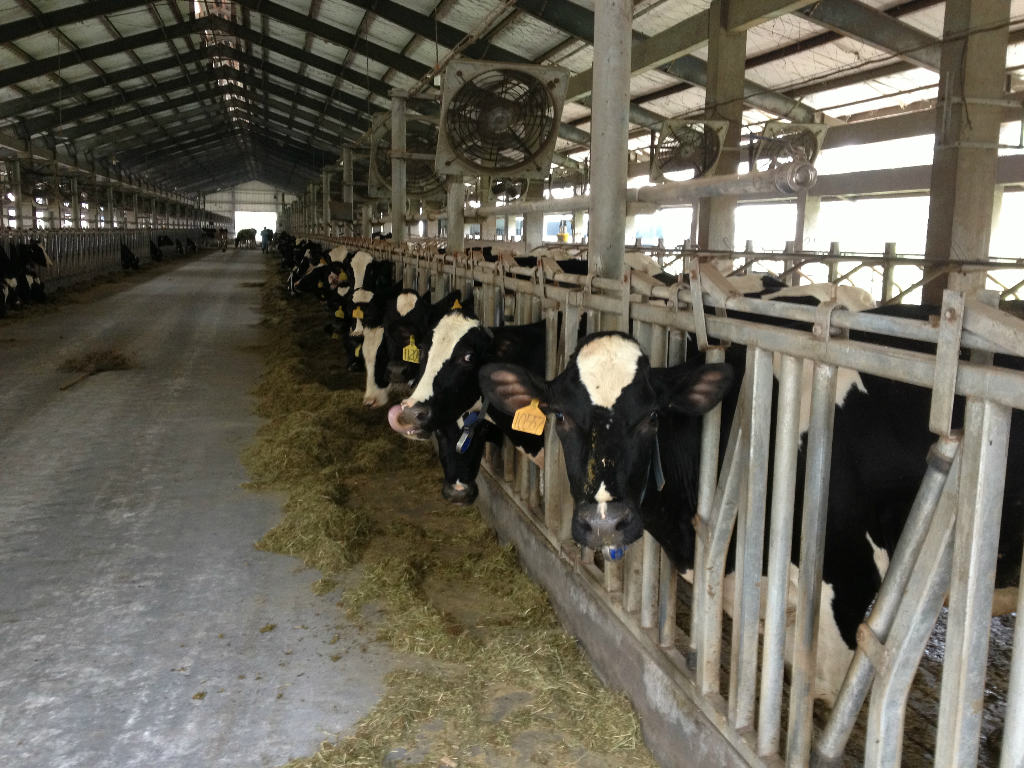 2、奶牛采食量是多少