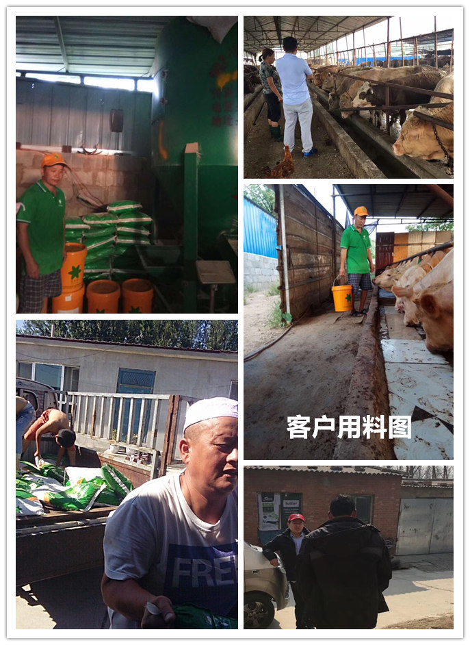  1、 大約公斤牛的育肥方法？如何混合飼料。喂多少干草和喂多少精料。你用什么喂?jié)饪s物？ 