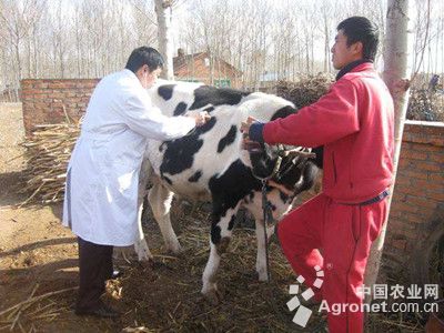 1、奶牛各階段飼料配方