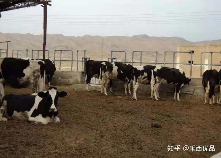 2、一頭奶牛吃多少精飼料？ 