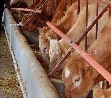 2、肉牛飼料如何搭配