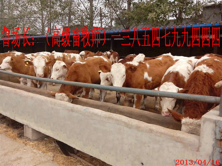 1、甲子子牛育肥計(jì)劃的設(shè)計(jì)