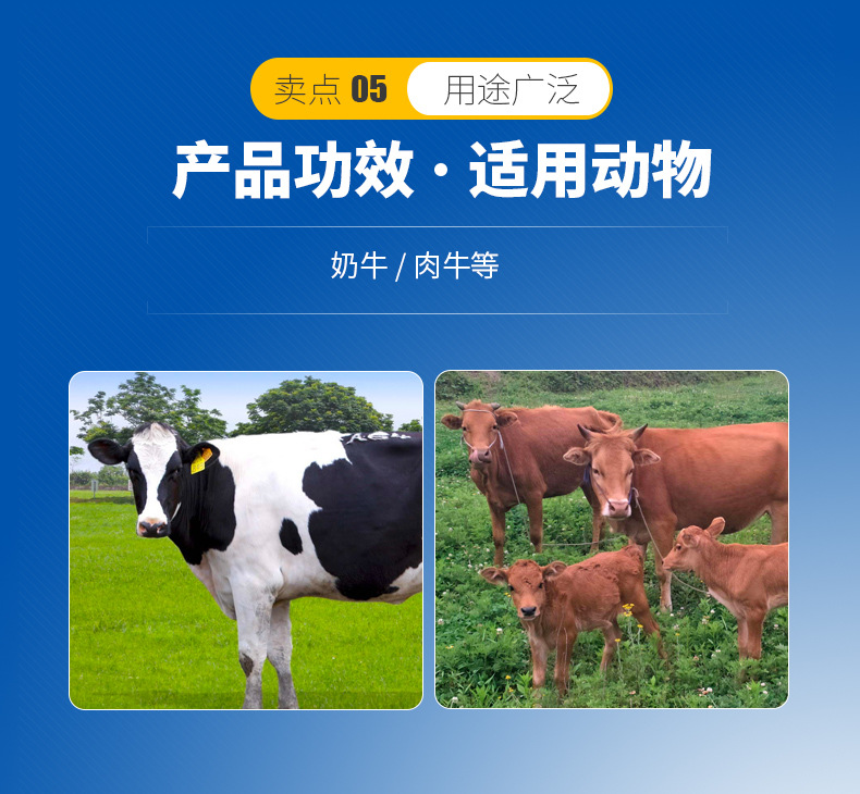 3、奶牛用青貯飼料生產(chǎn)的關(guān)鍵，奶牛用青貯飼料如何制作？ 