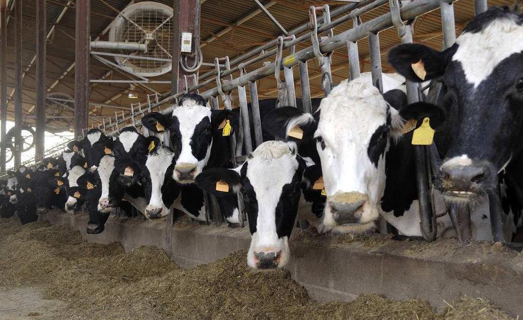 2、青貯飼料對奶牛的健康有哪些好處？ 