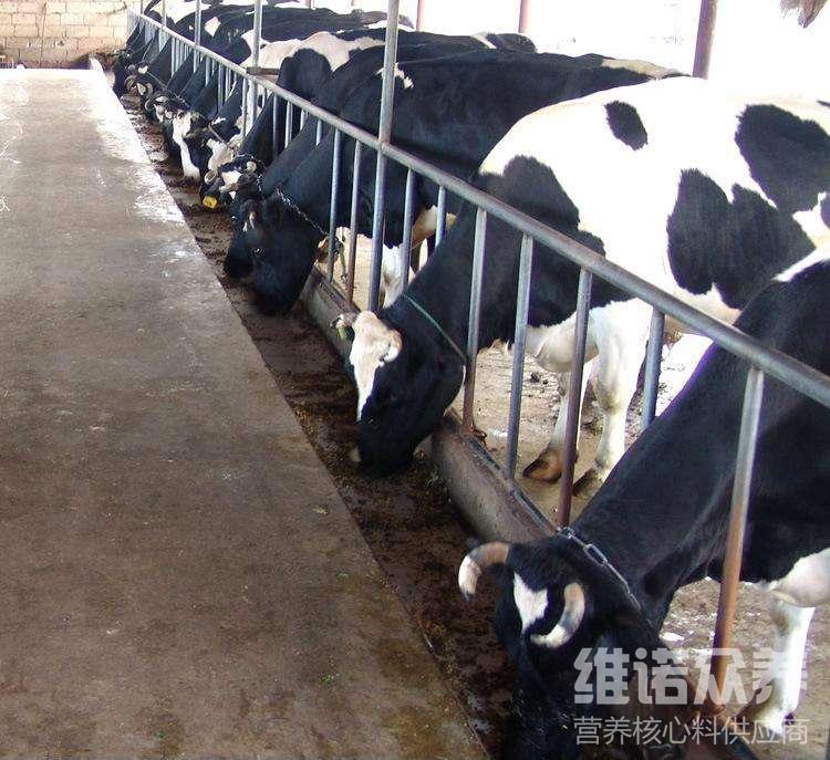 2、奶牛各階段飼料配方