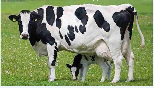3、奶牛各階段飼料配方