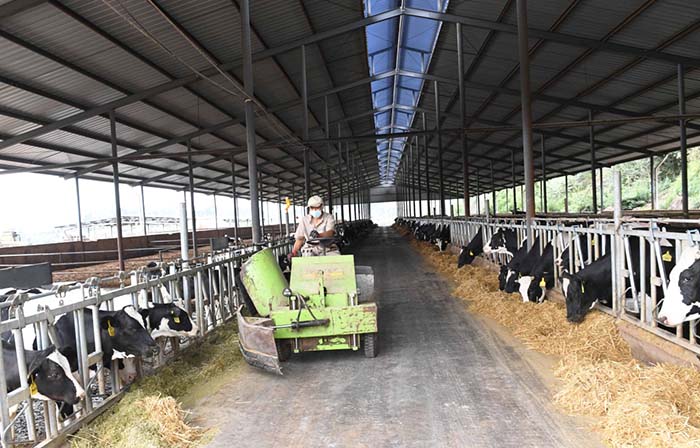 2、奶牛為什么不能喂飼料？