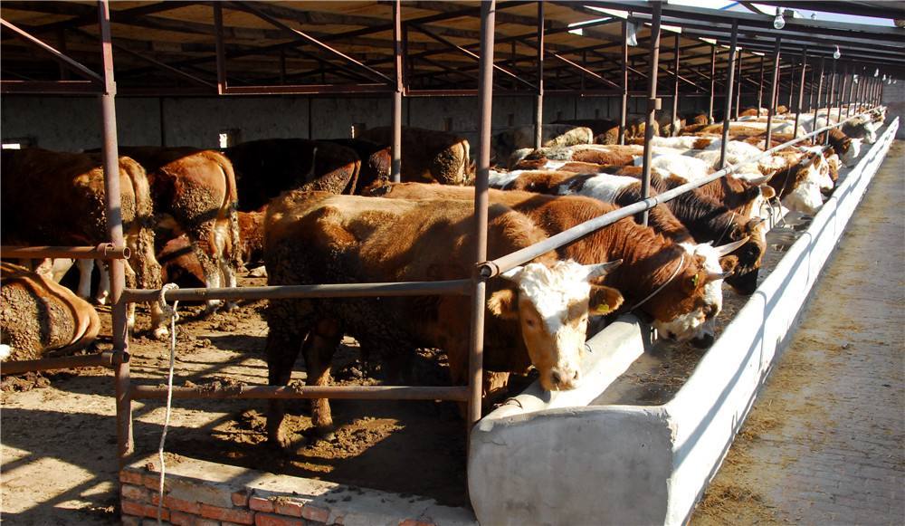 2、如何搭配肉牛飼料