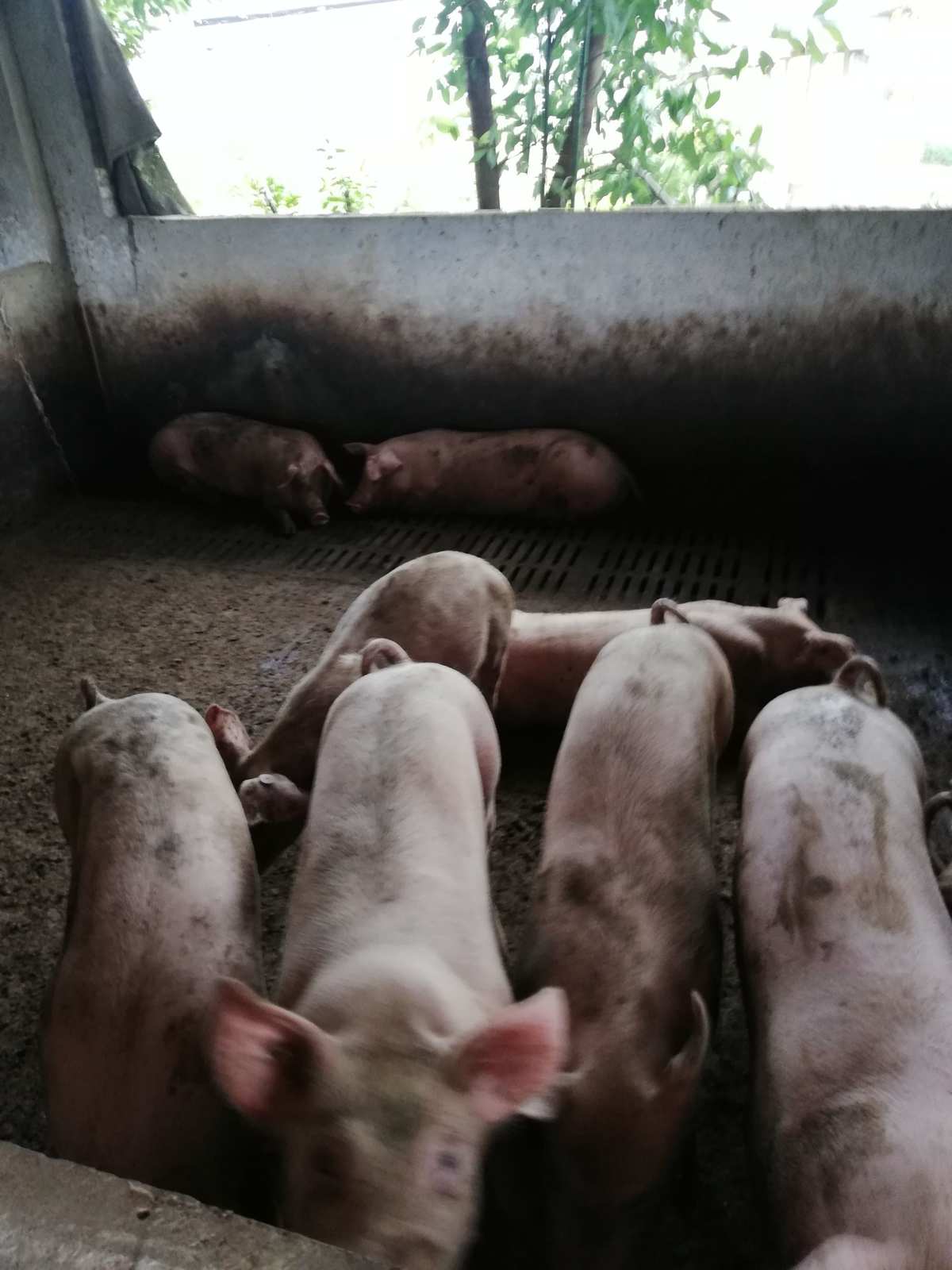 二、如何飼養(yǎng)后備母豬？