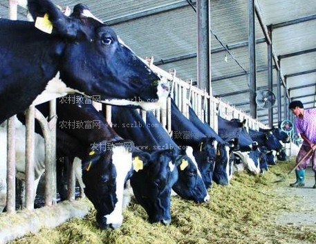 3．奶牛的飼料應(yīng)該如何選擇？ 